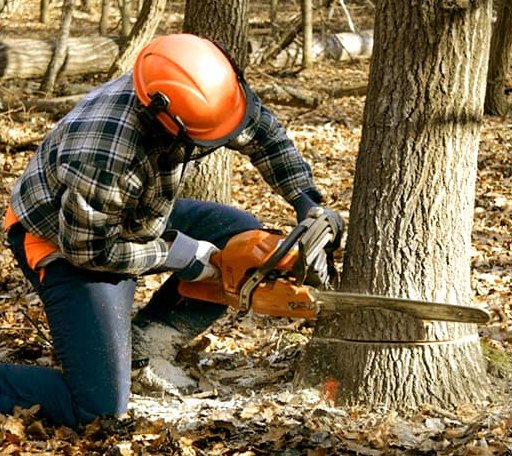 Tree Removal in Nesquehoning, PA